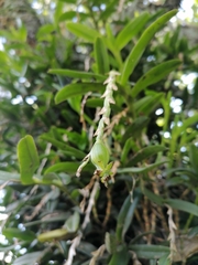 Epidendrum cardiophorum