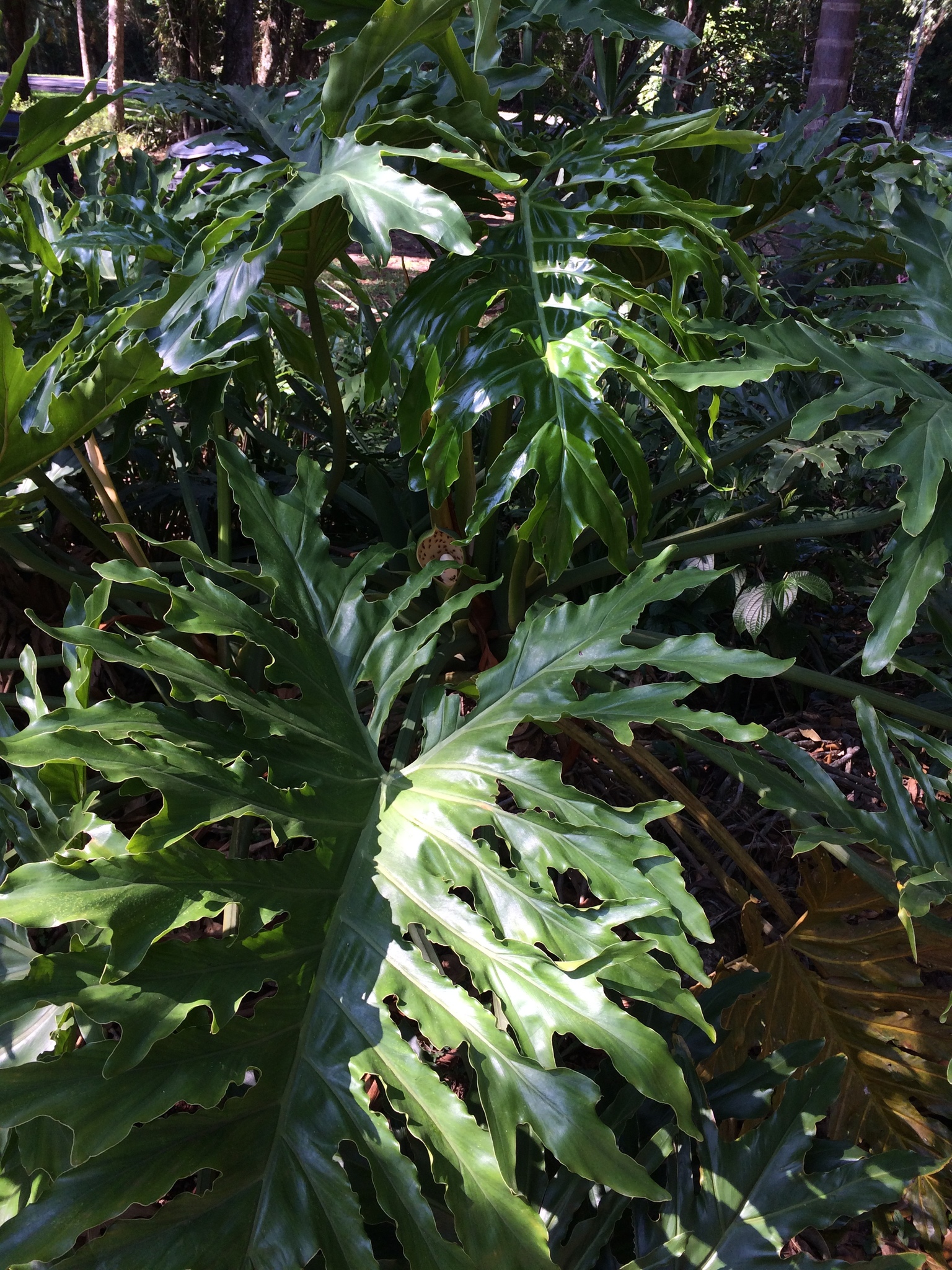 Philodendron bipinnatifidum
