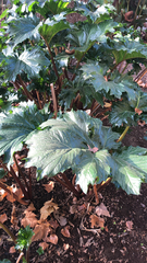 Acanthus mollis