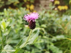 Cirsium arvense