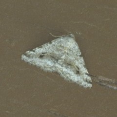 Digrammia pictipennata