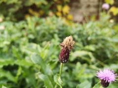 Cirsium arvense