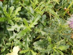 Cirsium arvense