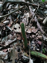 Acanthocereus hesperius