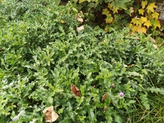 Cirsium arvense