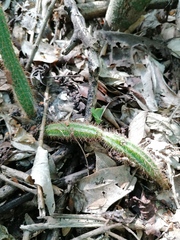 Acanthocereus hesperius