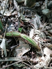 Acanthocereus hesperius