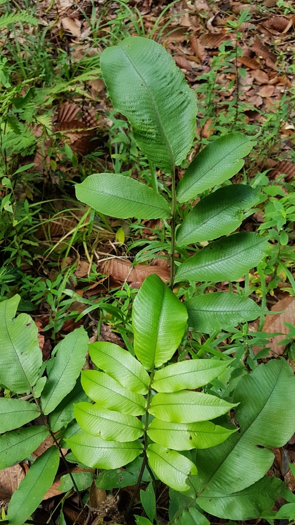 Grypothrix rubicunda (Grypothrix rubicunda)
