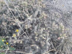 Opuntia aequatorialis