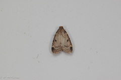 Aglossa costiferalis
