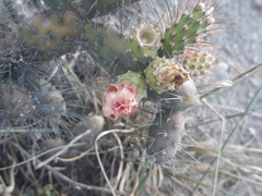 Opuntia aequatorialis