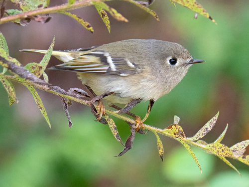 Ruby-crowned Kinglet, photo 4 of 10