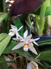 Coelogyne flaccida