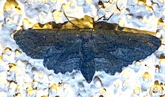 Aethaloida packardaria