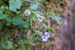 Tripterospermum lanceolatum