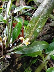 Ceratostylis backeri
