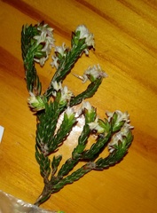 Lachnaea naviculifolia