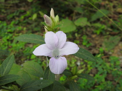 Barleria obtusa
