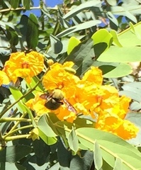 Xylocopa pubescens