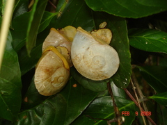 Parthena acutangula