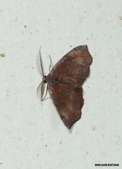 Achrosis