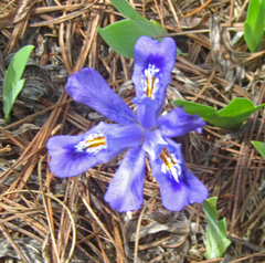 Iris lacustris