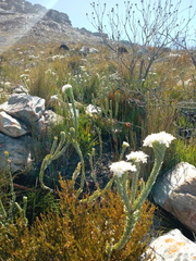 Lachnaea pomposa