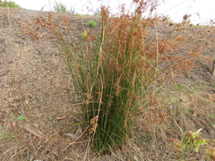 Juncus effusus pacificus