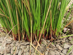 Juncus effusus pacificus