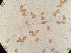 Phlegmacium variosimile