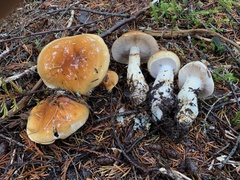 Phlegmacium variosimile