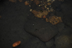 Thermonectus