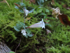 Tripterospermum luzonense