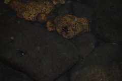 Thermonectus