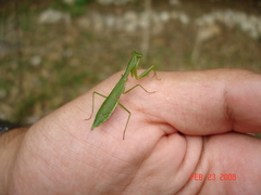 Callimantis antillarum