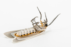 Euchaetes bolteri