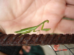 Callimantis antillarum