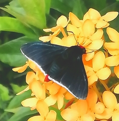 Pyrrhopyge thericles