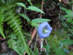 Tripterospermum lanceolatum