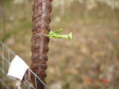 Callimantis antillarum