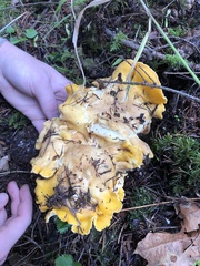 Cantharellus cascadensis