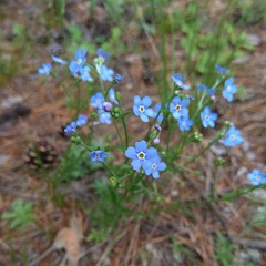 Eritrichium pectinatum
