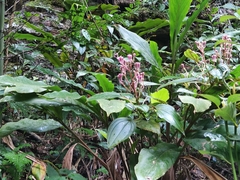 Alpinia japonica