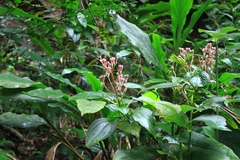 Alpinia japonica