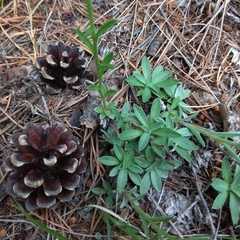 Eritrichium pectinatum