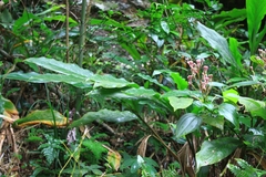 Alpinia japonica