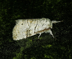 Charadra dispulsa