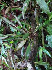 Ceratostylis backeri