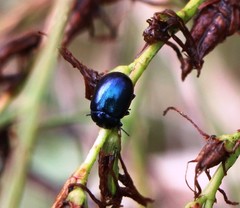 Chrysolina geminata