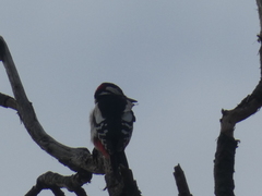 Dendrocopos major